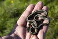 Baby Garter snake in a man`s hand